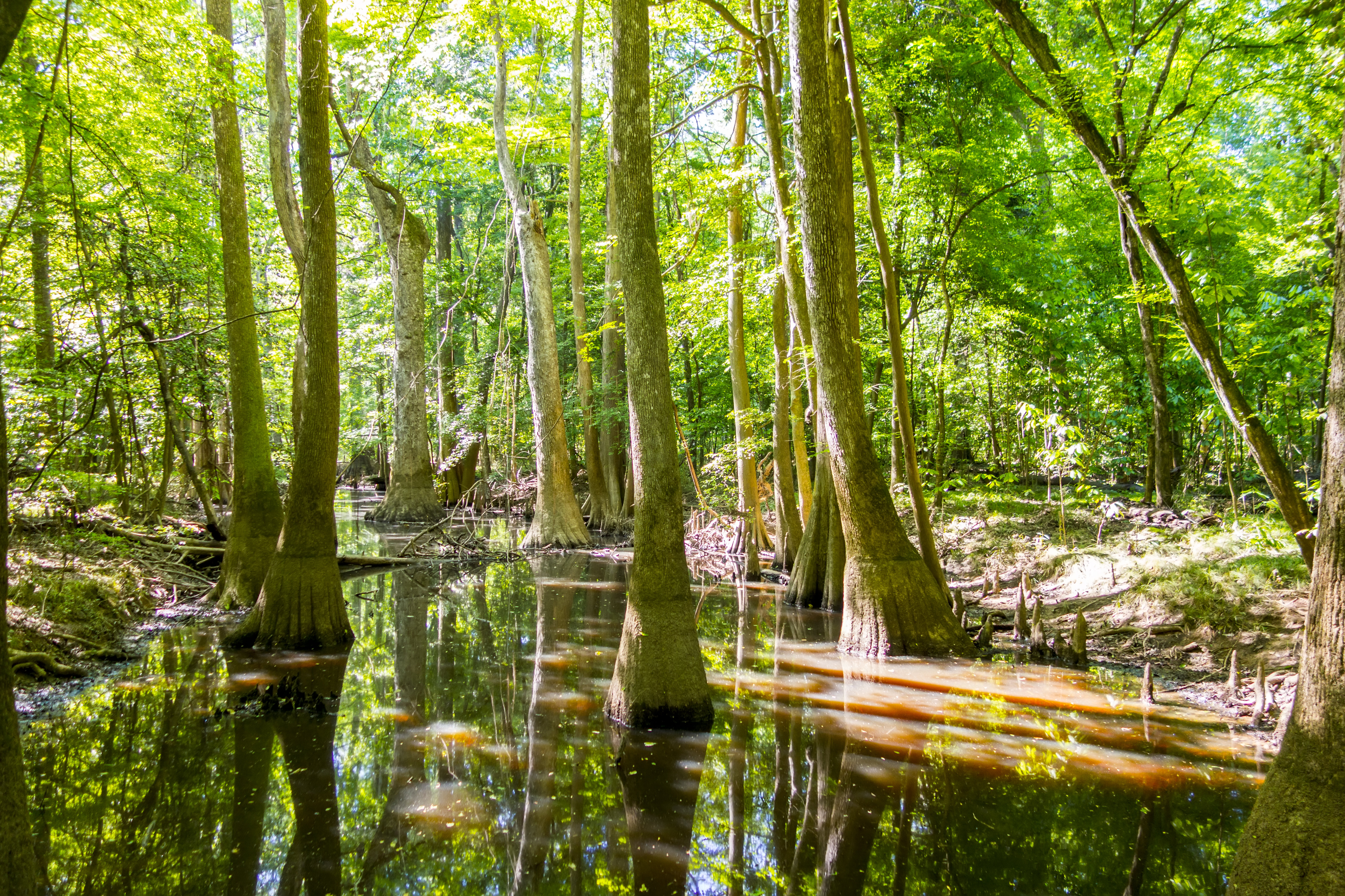 Home Lessard Alpen Home Lessard Congaree National Park - Wrapped Canvas Photograph ...