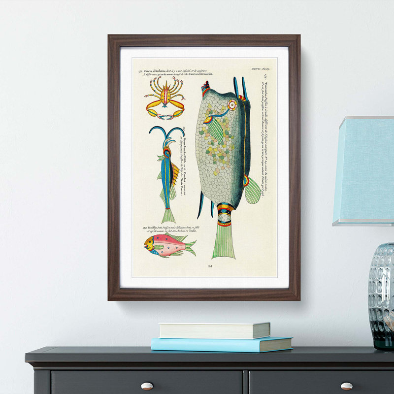 East Indies Fish & Crab Illustrations XXVII by Louis Renard - Picture Frame Painting Print, 65cm H x 48cm W x 2cm D