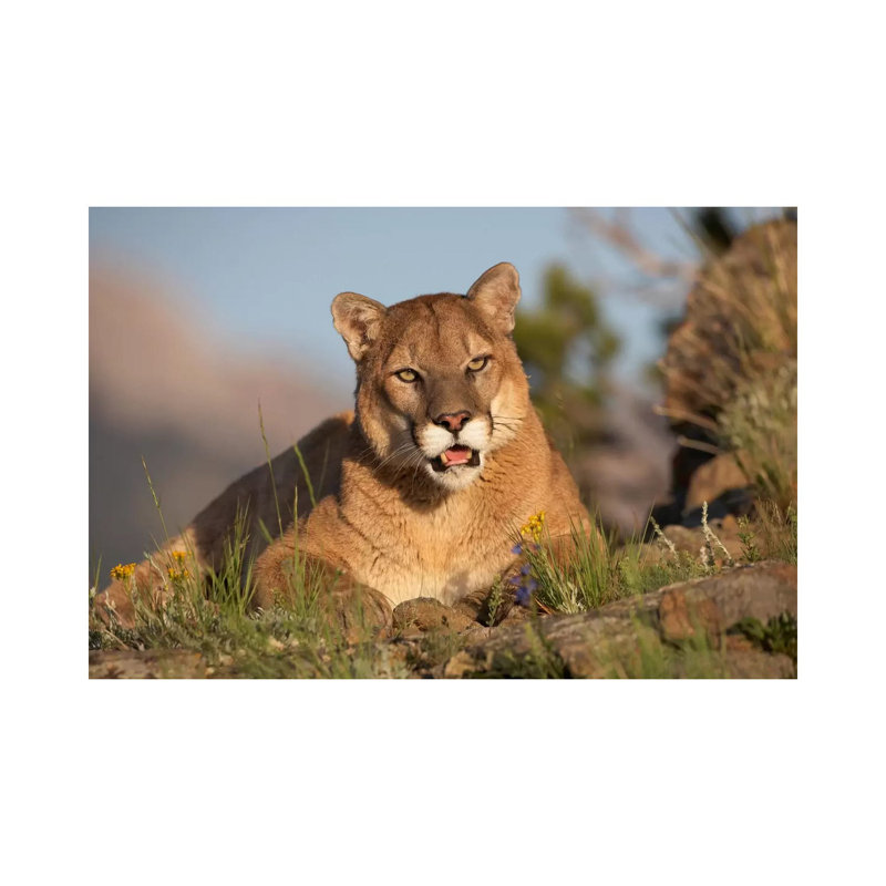 Mountain Lion Portrait, North America I by Tim Fitzharris - Wrapped Canvas Print, 101.6 cm H x 66.04 cm W x 1.91 cm D