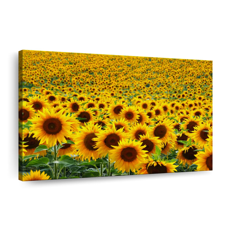 «Endless Sunflower Field», reproduction sur toile, L 8 po x H 12 po x P 1,25 po