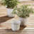 Odelia Pot Planter-466432967