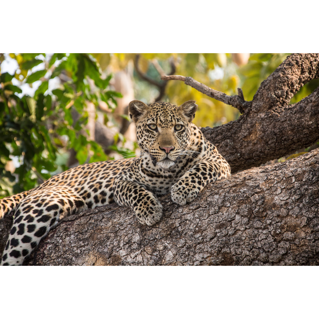 Leopard ruht sich auf einem Baum aus - Druck