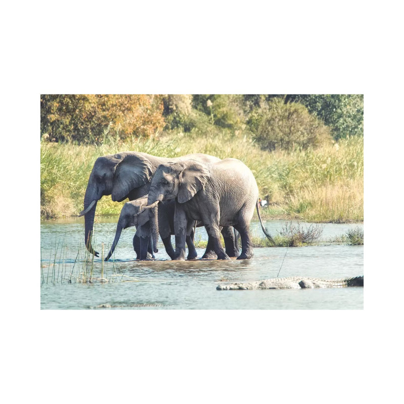 Elephant Trio II by MScottPhotography - Wrapped Canvas Gallery-Wrapped Canvas Giclée, 66.04 cm H x 45.72 cm W x 1.91 cm D