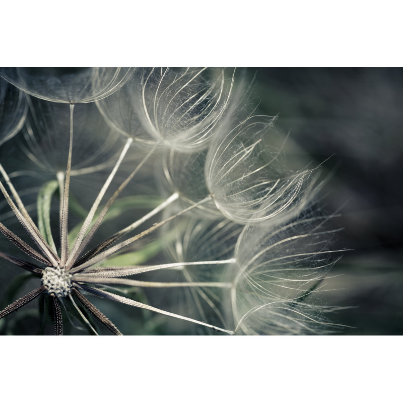 Dandelion by Andipantz - Wrapped Canvas Print