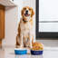 Pet Dog Bowl-63423616-63909065