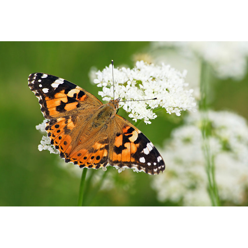 Painted Lady Butterfly by Selcukkoc - Wrapped Canvas Print, 20cm H x 30cm W