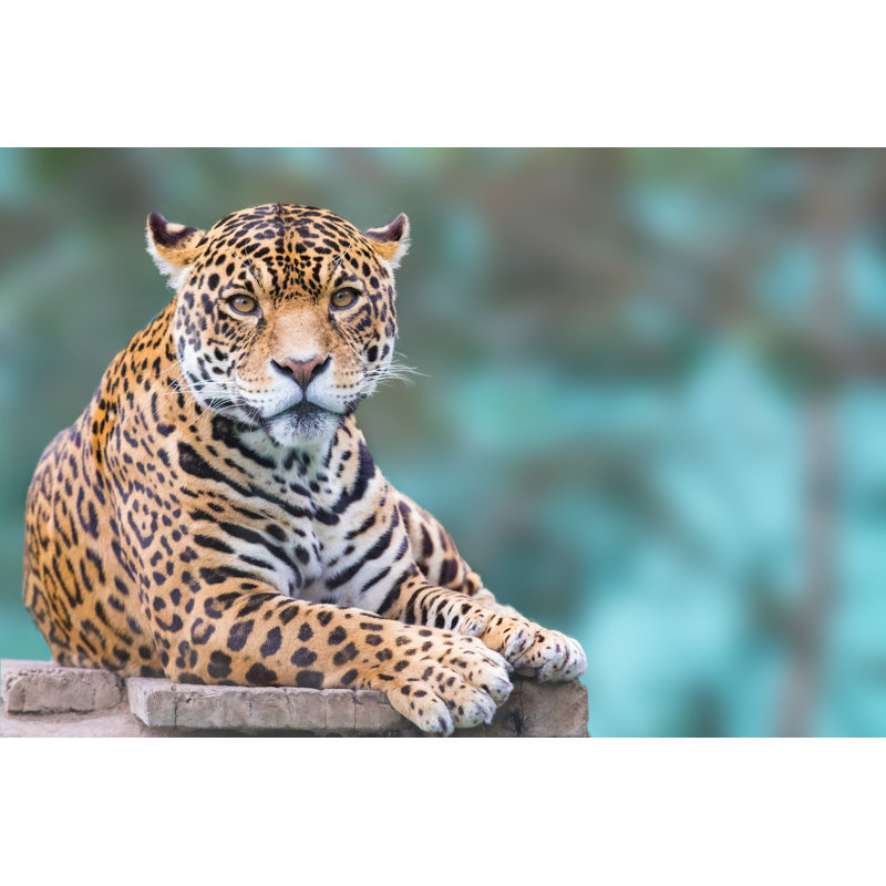 Leopard look - Photographie sur toile tendue, L 12 po x H 8 po