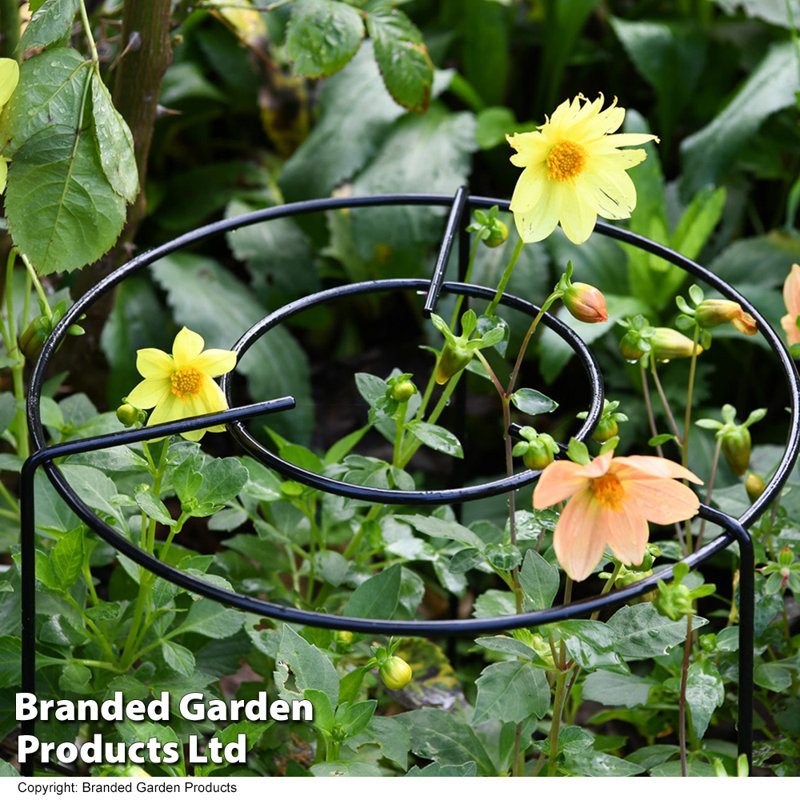 Conkle Metal Plant Support, 30cm H x 25cm W x 25cm D