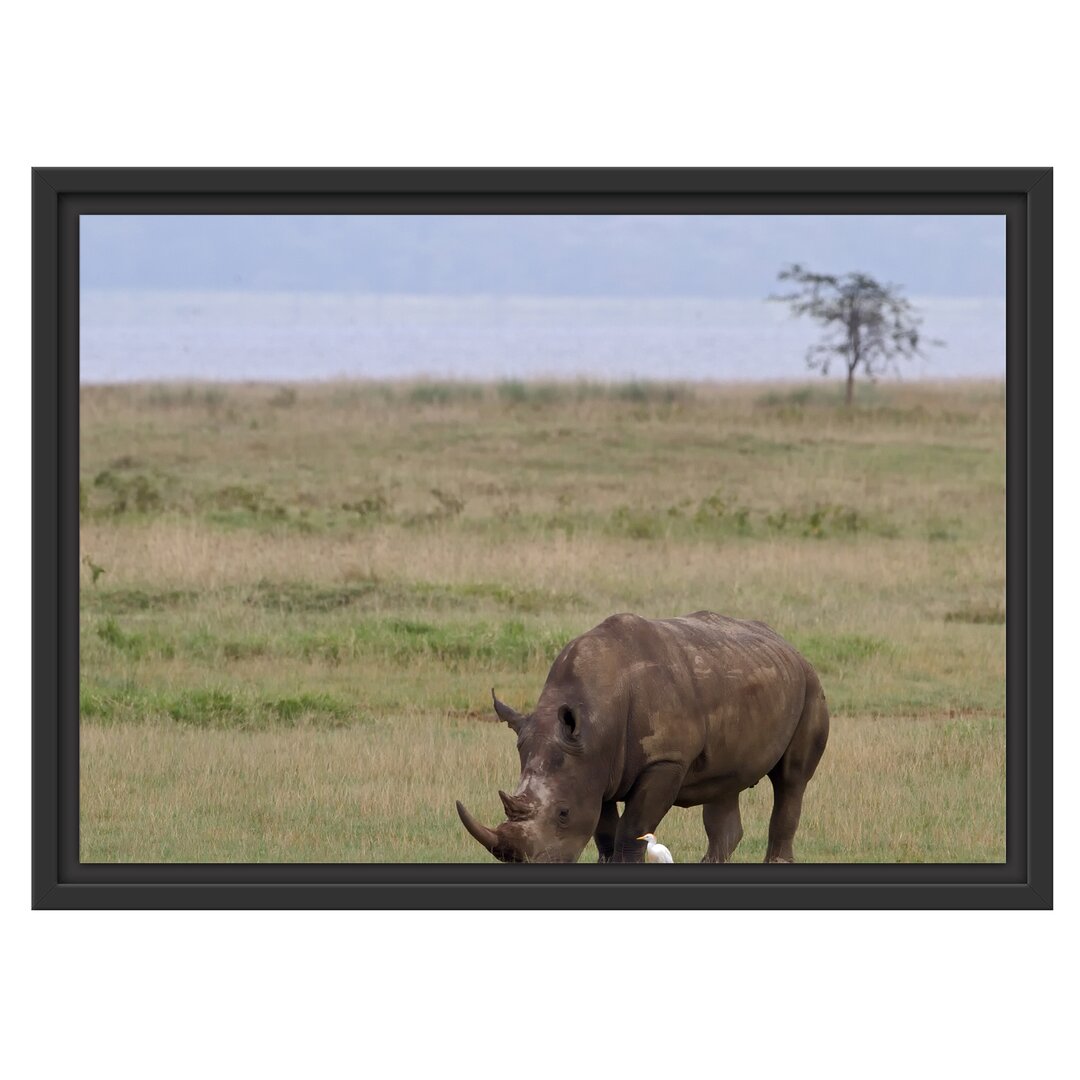 Gerahmtes Wandbild großes Nashorn beim Fressen