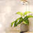 Bamboo Base Desktop Grow Light