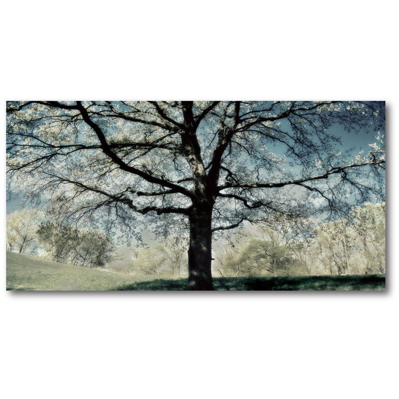" Stately Tree "