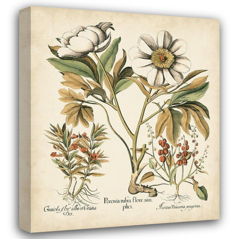 Art sur toile tendu Lark Manor ™ Besler, Basilius, ivoire, H 17 po x l 15 po