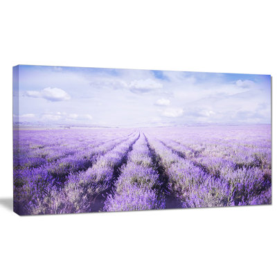 " Fields Of Lavender Against Blue Sky "