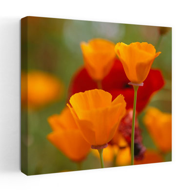 California Golden Poppies Eschscholzia californica and Corn Poppies Papaver rhoeas in a field Fidalgo Island Washington State USA 1 Piece Wrapped Canvas Wall Art
