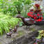 Statue ii pour amis bronze canard Krugerville