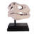 Jahda T-Rex Dinosaur Skull Life Size Statue