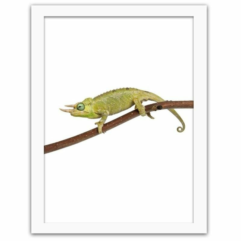 Gerahmter Fotodruck Chameleon