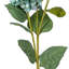Hydrangea Stem-1656195954
