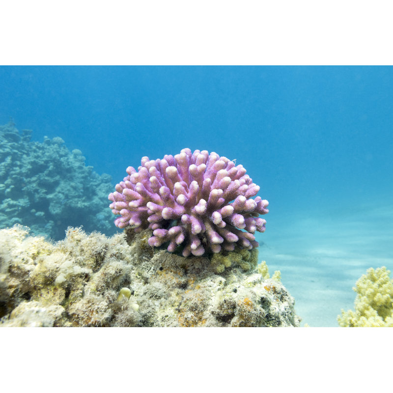 Récif de corail, L 12 po x H 8 po