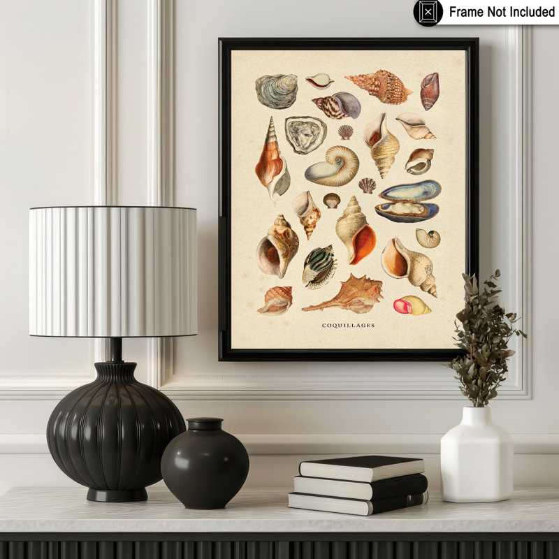 Coquillages, Unframed, Poster, 12"H x 16"W