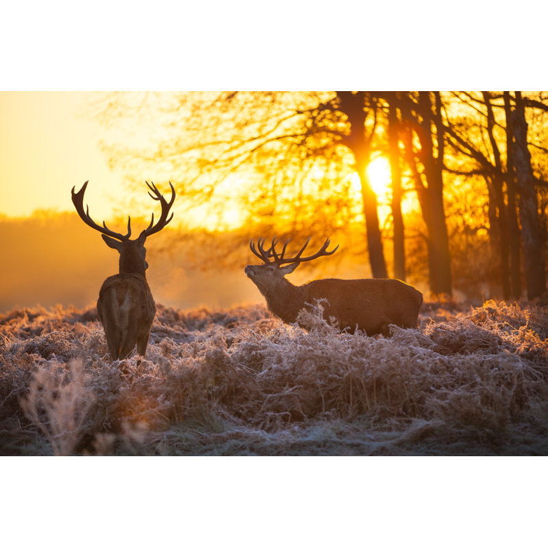 Red Deer - Wrapped Canvas Print, 30cm H x 46cm W