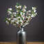 Anastasija Arrangement