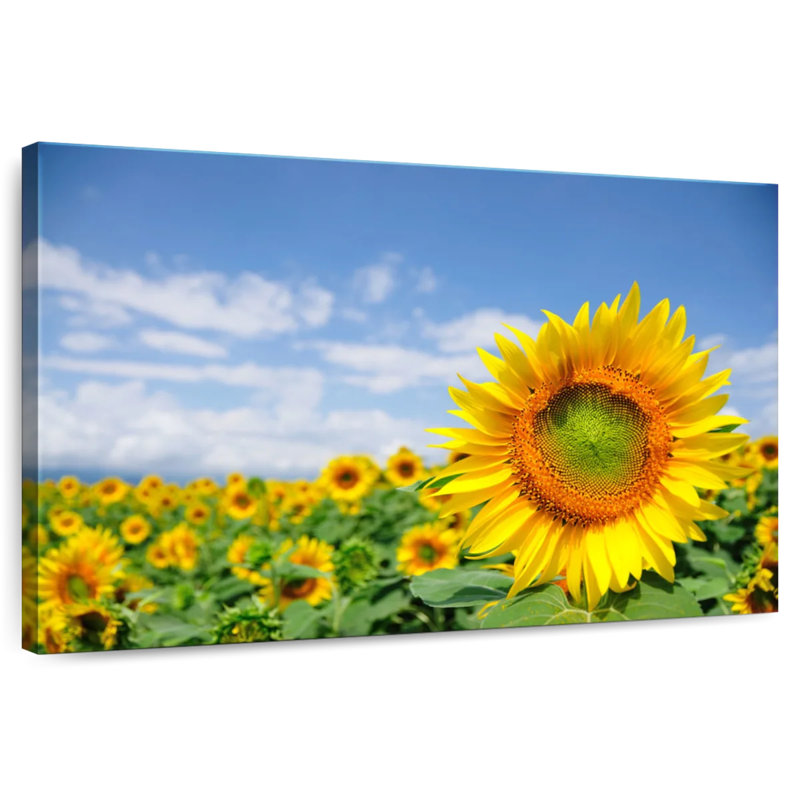 Champ de tournesols Harnek Akeno, H 26 po x l 39 po