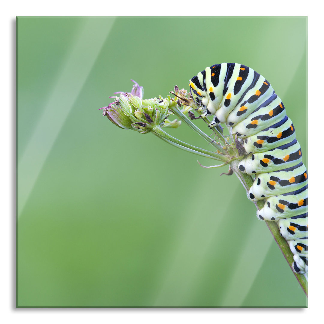 Ungerahmtes Foto auf Glas "Cute Little Caterpillar"