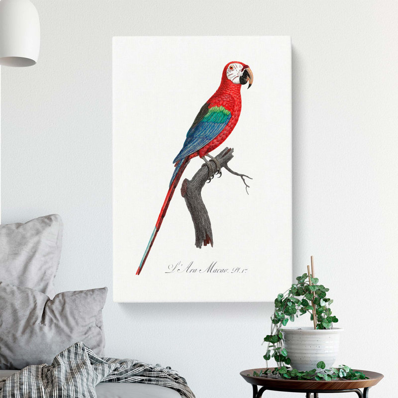 Macaw Parrot by F. Levaillant - Wrapped Canvas, 50cm H x 35cm W x 3cm D