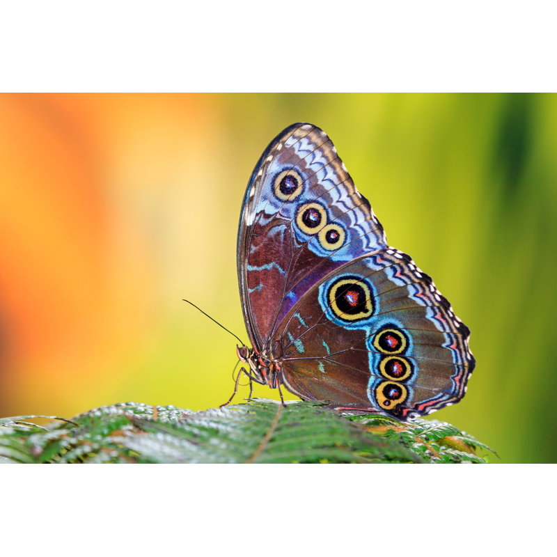 Le Morpho bleu, H 8 po x l 12 po x P 1,25 po