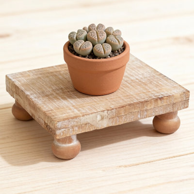 Solid Wood Mini Stool Plant Display Stand,5.9"x4.9" by August Grove