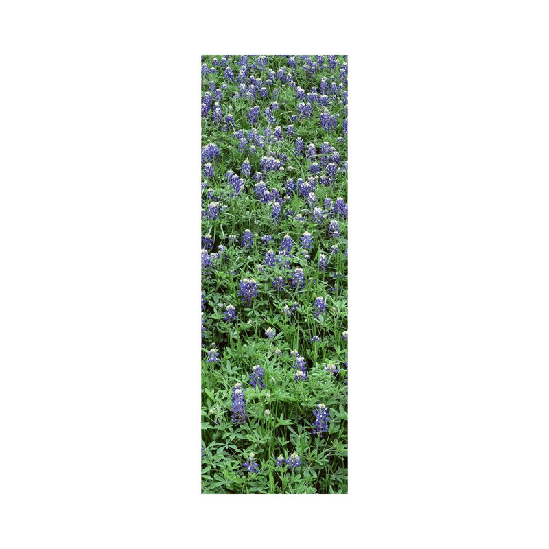 High Angle View Of Plants, Bluebonnets, Austin, Texas, USA - Wrapped Canvas Panoramic Print