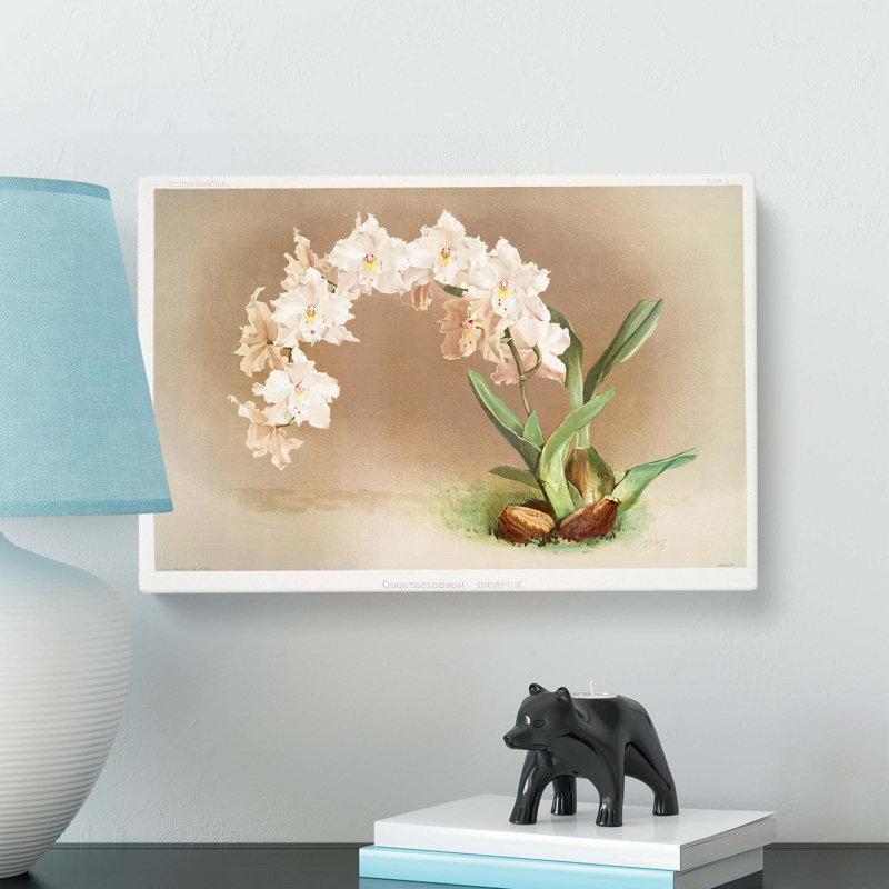 Magnolia Flowers Illustration Tab. I by Frederick Sander - Wrapped Canvas Print, 35cm H x 50cm W x 3cm D