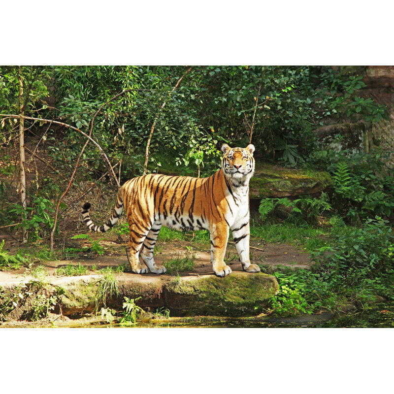 Tiger Looking by Edin - Print, 20cm H x 30cm W x 3.8cm D