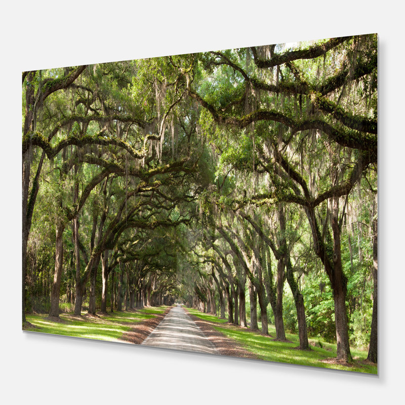 Live Oak Tunnel - Imprimé, H 34 po x l 44 po x P 1,5 po, Sans cadre en métal