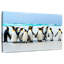 Crowle Penguins aux îles Falkland-111960651