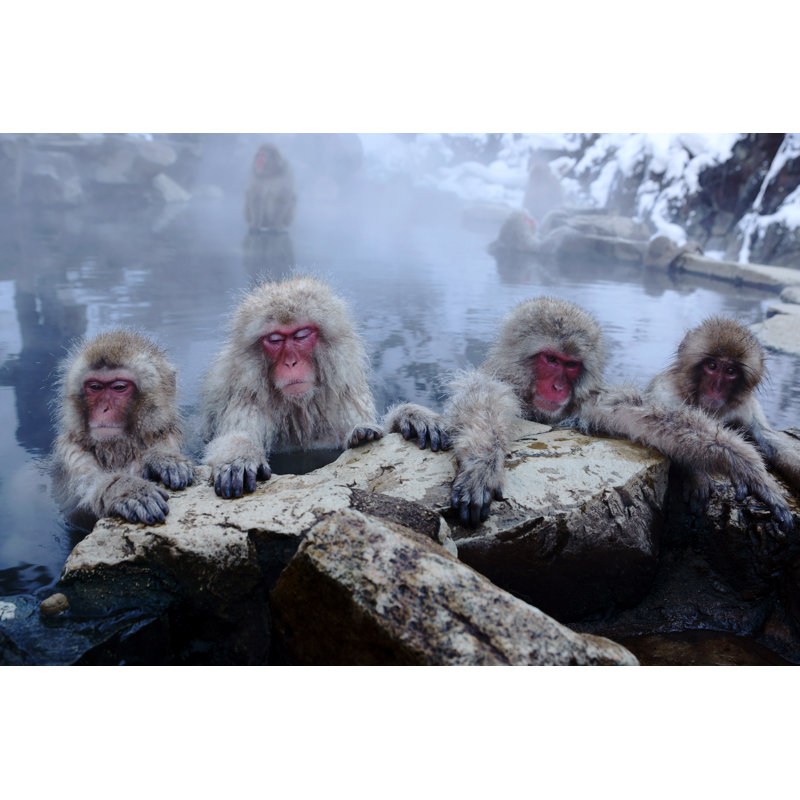 Four Snow Monkeys Resting On A Rock Ledge by Jimney - Wrapped Canvas Print, 30cm H x 46cm W x 3.8cm D