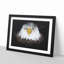 Bald Eagle Bird - Single Picture Frame Print on MDF-56891353-56891354