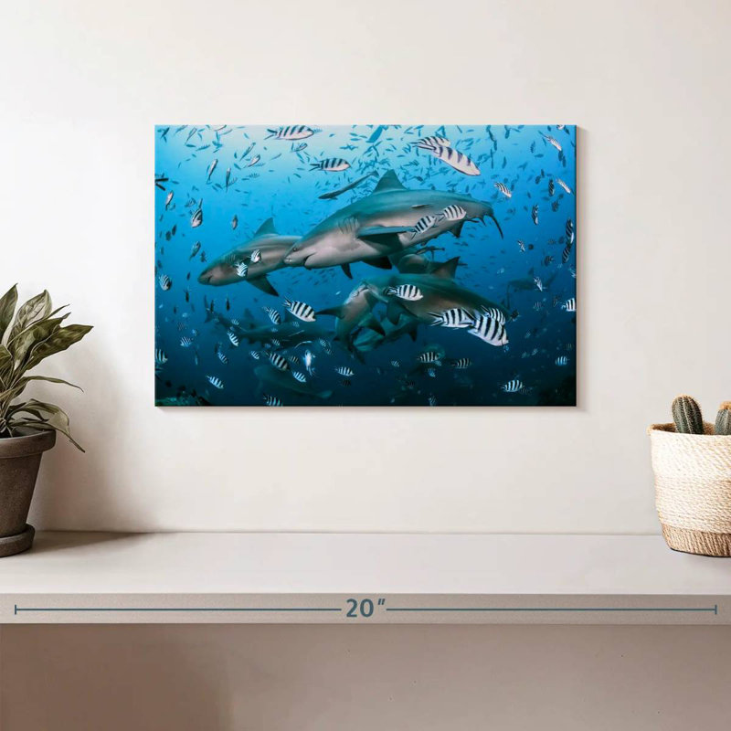 Aletra Beqa Lagoon Sharks, 8" H x 12" W