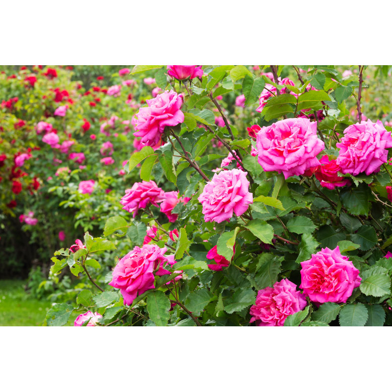 " Rosebush ", 8" H x 12" W x 1.25" D