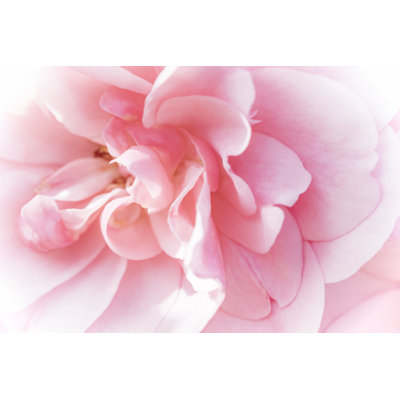 Jolies fleurs roses IV