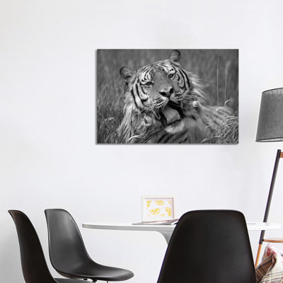 Siberian Tiger Yawning, Endangered, Native To Siberia - Wrapped Canvas Print