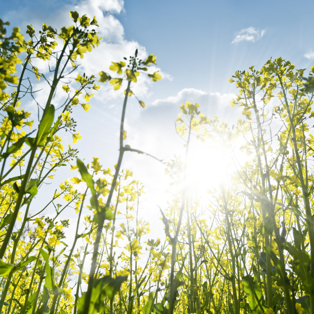 Rapsfeld gegen Sonnenlicht, Raps, Canola