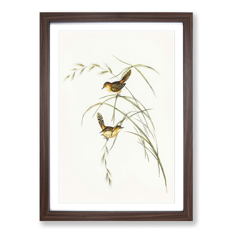 Exile Warbler by Elizabeth Gould - Picture Frame Painting Print, Walnut Framed, 36cm H x 27cm W x 2cm D