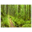 «Lush Forest Path Columbia River», reproduction de photo sur toile tendue-18273298-33308370