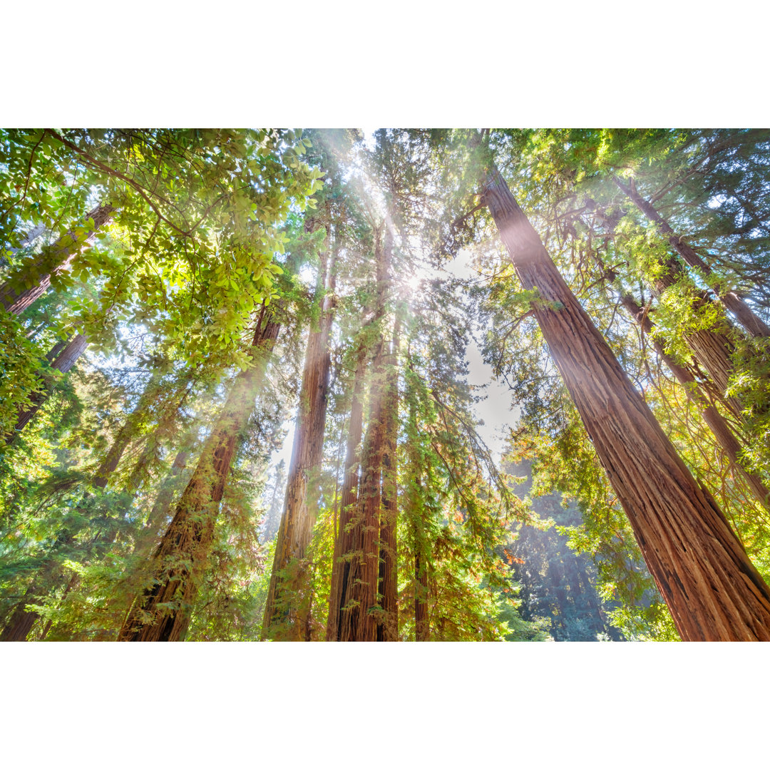 Redwood Trees And Sunshine von Arpad Benedek - Kunstdrucke auf Leinwand