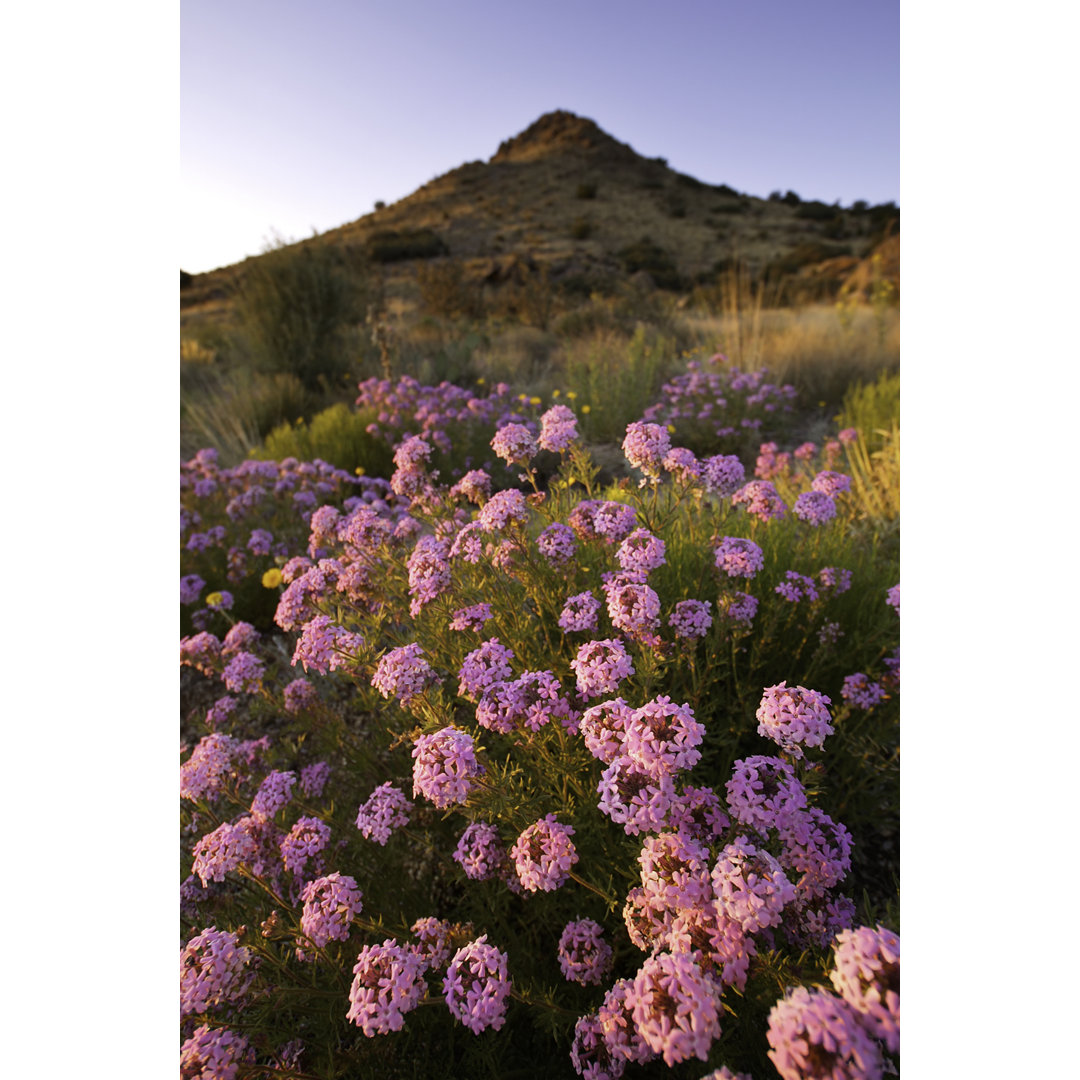 Landschaft Sonnenuntergang Wildblume Bergwüste by Amygdalaimagery - Leinwandbild