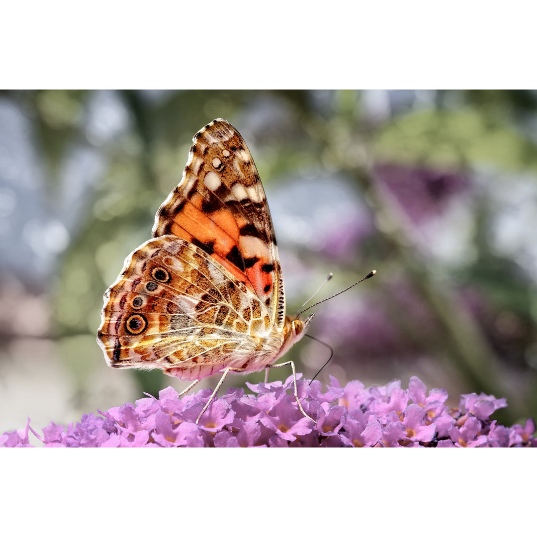 Painted Lady Butterfly von Lightspruch - Kunstdrucke auf Leinwand