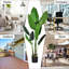 160cm Faux Bonsai Plant in Fabric；Plastic Freestanding