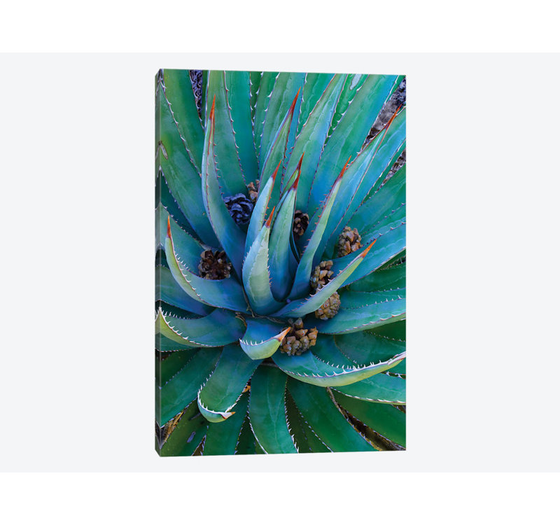 «Agave Plants with Pine Cones, North America» par Tim Fitzharris - Toile tendue, H 12 po x l 8 po x P 0,75 po